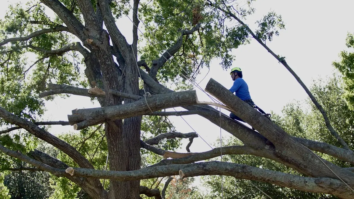 Professional Crown Thinning performed by certified arborists in Goldendale