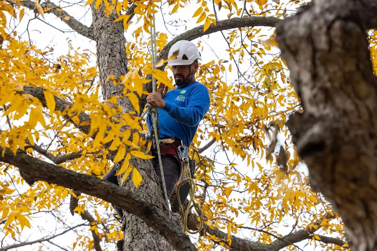 Skilled Tree Pruning crew working in Goldendale
